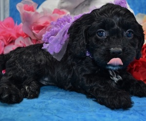 Cockapoo Puppy for sale in PEYTON, CO, USA