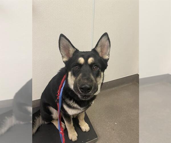 Medium Photo #1 German Shepherd Dog-Unknown Mix Puppy For Sale in HESPERIA, CA, USA