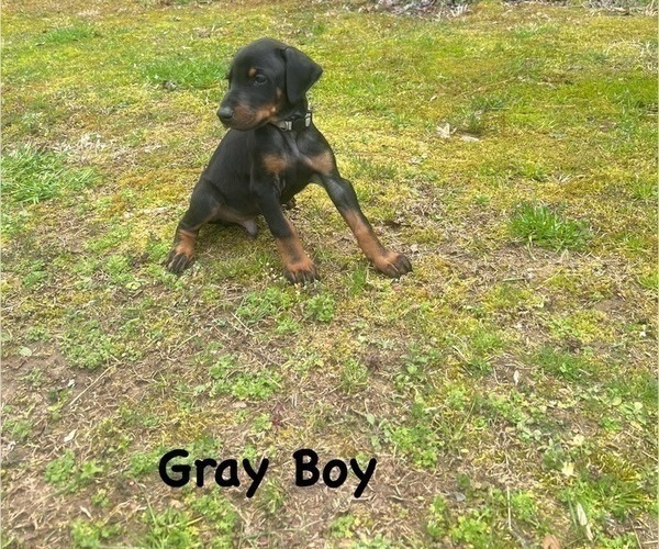 Medium Photo #7 Doberman Pinscher Puppy For Sale in NEW KENT, VA, USA