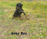 Small Photo #7 Doberman Pinscher Puppy For Sale in NEW KENT, VA, USA