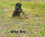 Small #6 Doberman Pinscher