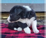 Small #25 Border Collie