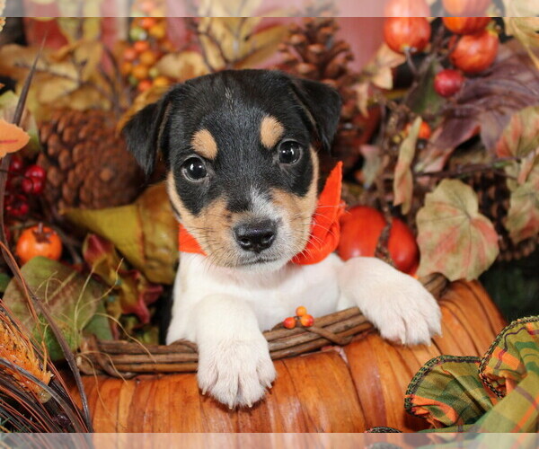 Medium Photo #4 Jack Russell Terrier Puppy For Sale in ANTLERS, OK, USA