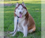 Small #2 Siberian Husky