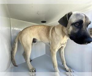 German Shepherd Dog-Unknown Mix Dogs for adoption in Houston, TX, USA