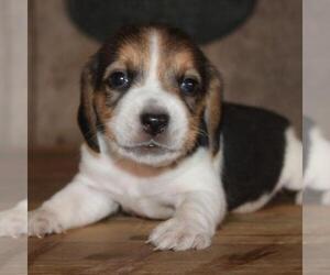 Beagle Puppy for sale in LOS ANGELES, CA, USA