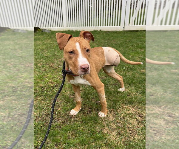 Medium Photo #2 American Pit Bull Terrier-Labrador Retriever Mix Puppy For Sale in Brewster, NY, USA
