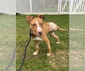 Reyna - Female American Pit Bull Terrier-American Staffordshire Terrier Mix Dog for Adoption - Photo #2