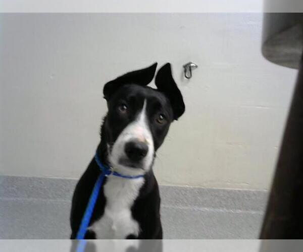 Medium Photo #1 American Pit Bull Terrier-German Shepherd Dog Mix Puppy For Sale in Pasadena, TX, USA