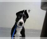 Small American Pit Bull Terrier-German Shepherd Dog Mix