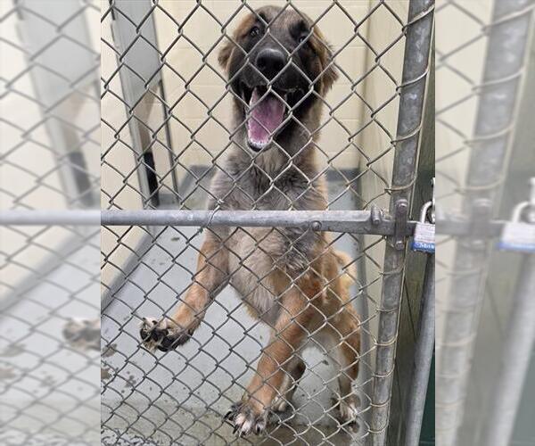 Medium Photo #1 German Shepherd Dog-Unknown Mix Puppy For Sale in Anchorage, AK, USA
