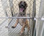 Small German Shepherd Dog Mix