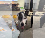 Small #13 American Pit Bull Terrier Mix
