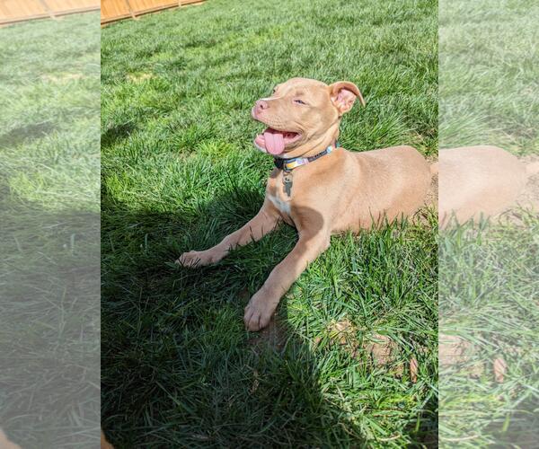 Medium Photo #6 Boxer Puppy For Sale in Holly Springs, NC, USA