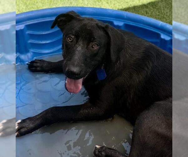 Medium Photo #3 Labrador Retriever-Unknown Mix Puppy For Sale in San Diego, CA, USA