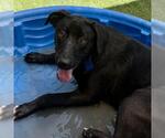 Small #2 Labrador Retriever Mix