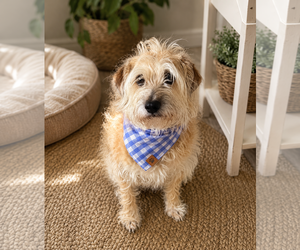 Jimi - Male Cairn-Norfolk Terrier Dog for Adoption - Photo #2