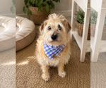 Small #1 Cairn-Norfolk Terrier