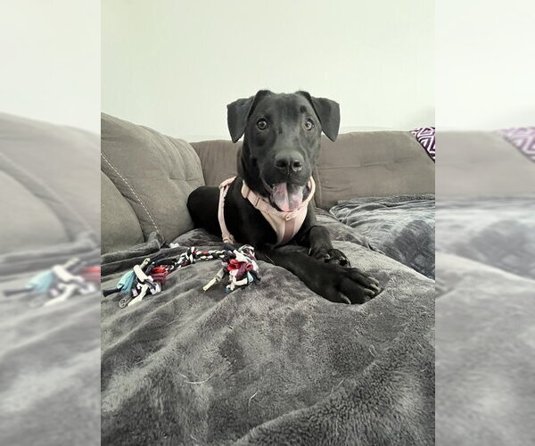Medium Photo #8 Catahoula Leopard Dog-Unknown Mix Puppy For Sale in Sanford, FL, USA
