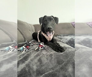 Oregano - TRAINING CAMP - Male Catahoula Leopard Dog-Unknown Mix Dog for Adoption - Photo #8