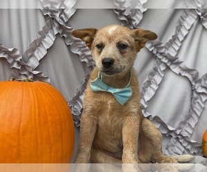 Australian Cattle Dog Puppy for sale in LANCASTER, PA, USA