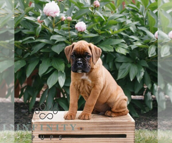 Medium Photo #1 Boxer Puppy For Sale in NARVON, PA, USA