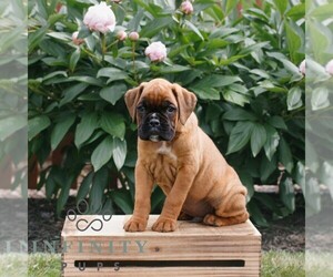 Boxer Puppy for sale in NARVON, PA, USA