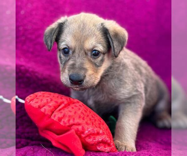 Medium Photo #4 Labrador Retriever-Unknown Mix Puppy For Sale in San Diego, CA, USA