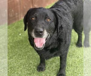 Tasha - Adopted! - Female Labrador Retriever Dog for Adoption - Photo #2