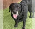 Small Photo #2 Labrador Retriever Puppy For Sale in San Diego, CA, USA