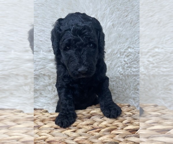 Medium Photo #41 Double Doodle Puppy For Sale in PIERSON, FL, USA