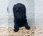 Small Photo #41 Double Doodle Puppy For Sale in PIERSON, FL, USA