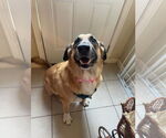 Small #2 Anatolian Shepherd