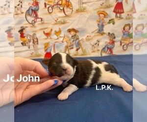 Yorkipoo Puppy for sale in WINNSBORO, LA, USA