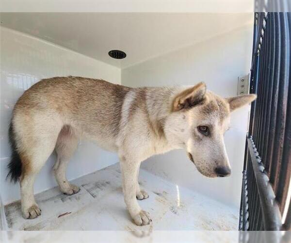 Medium Photo #1 Akita-Siberian Husky Mix Puppy For Sale in Houston, TX, USA
