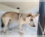 Small Akita-Siberian Husky Mix