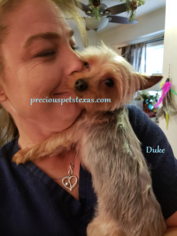 Father of the Yorkshire Terrier puppies born on 10/20/2018