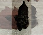 Image preview for Ad Listing. Nickname: AKC Ryan
