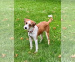 Small Photo #3 Jack Russell Terrier-Unknown Mix Puppy For Sale in Springdale, PA, USA