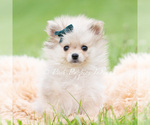 Puppy Casper Pomeranian
