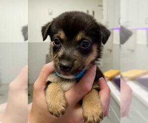 Australian Shepherd-Unknown Mix Dogs for adoption in Rosenberg, TX, USA