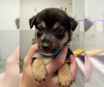 Small Australian Shepherd Mix