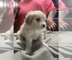 Maltipoo Puppy for sale in SEVEN SPRINGS, NC, USA