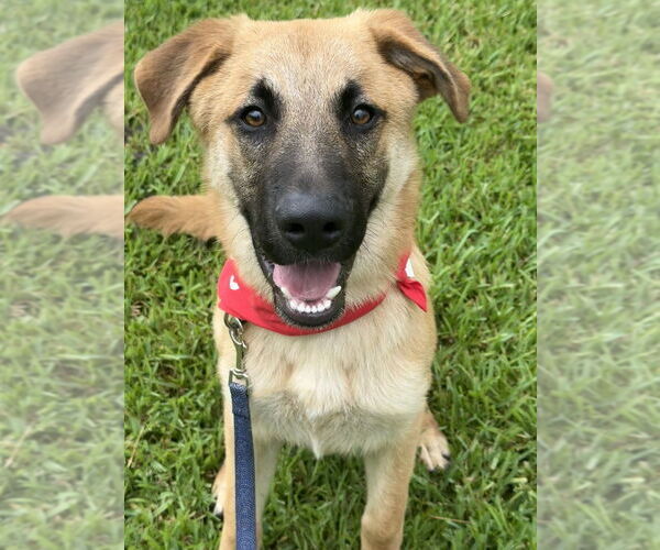 Medium Photo #3 Mutt Puppy For Sale in San Leon, TX, USA