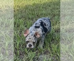 Small Photo #36 French Bulldog Puppy For Sale in LAKE WALES, FL, USA