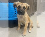 Small Anatolian Shepherd-German Shepherd Dog Mix