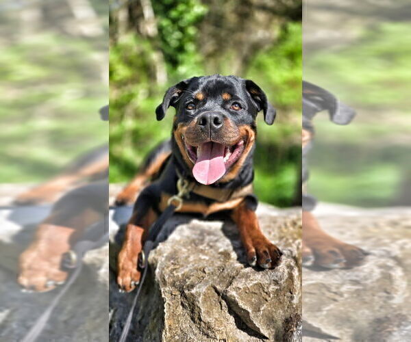 Medium Photo #24 Rottweiler Puppy For Sale in VONORE, TN, USA