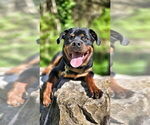 Small #23 Rottweiler