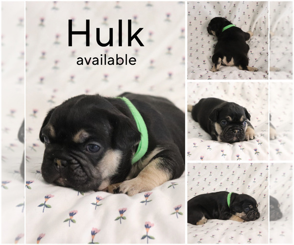 Medium Photo #4 French Bulldog Puppy For Sale in MANCHESTER, MI, USA
