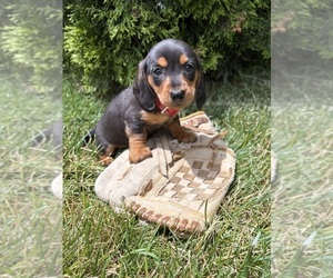 Dachshund Puppy for sale in MIDDLEBURY, IN, USA